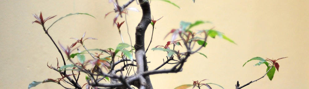 Wellness & Healthy Lifestyle Blog